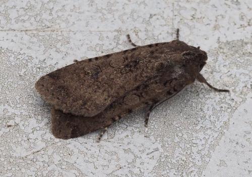 Réf. 264 431 : Peridroma saucia